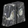 Polished Orthoceras and Goniatite Bookends - Morocco #61592-1